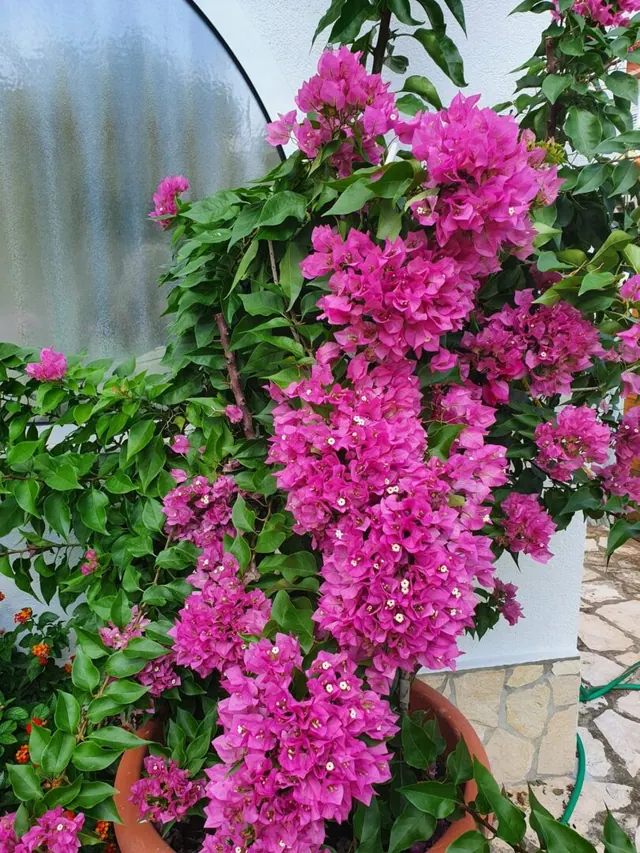 Blühende Bougainvillea im Garten