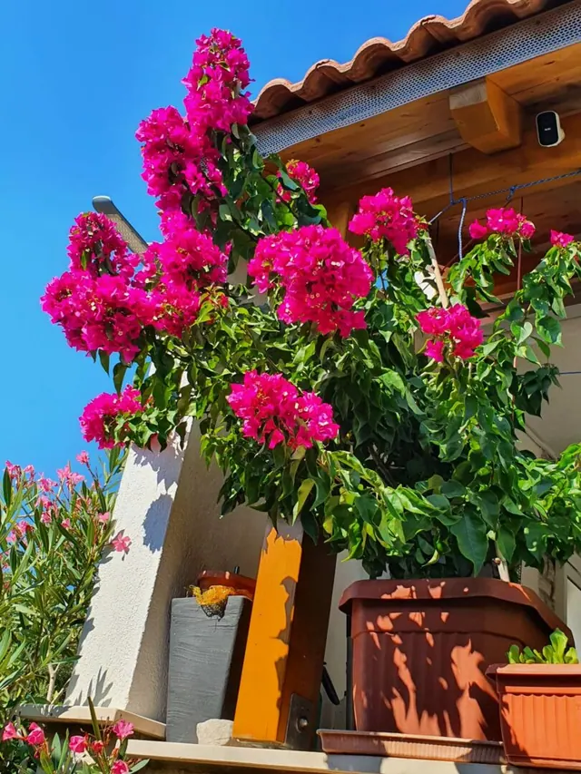 Bougainvillea vor blauem Himmel am Haus